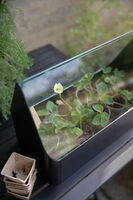 Simply Grow minikasvihuone