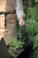 Simply Grow minikasvihuone