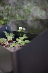 SimplyGrow taimilaatikko kannella