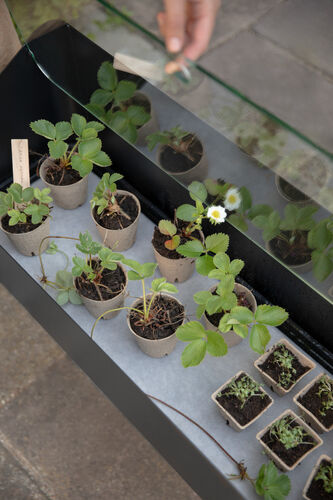Simply Grow taimilaatikko kannella