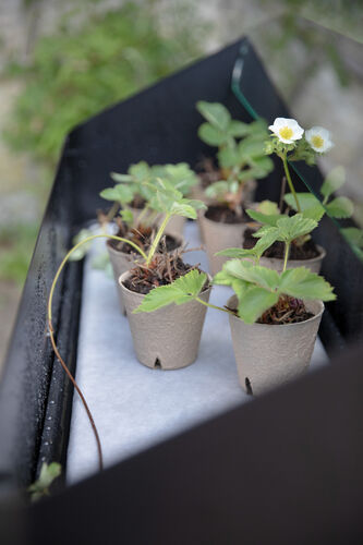 Simply Grow taimilaatikko kannella